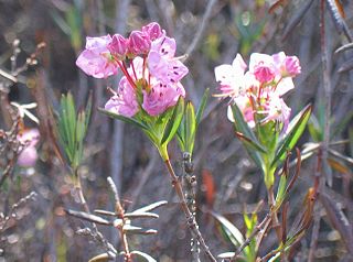 <i>Kalmia polifolia</i> Species of shrub