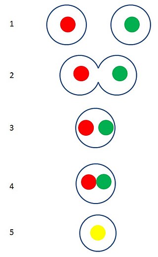 <span class="mw-page-title-main">Karyogamy</span> Fusion of the nuclei of two haploid eukaryotic cells