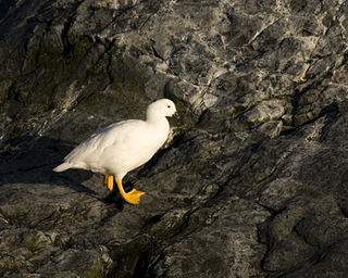 <span class="mw-page-title-main">Kelp goose</span> Species of bird