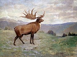 Megaloceros (Megaloceros giganteus)