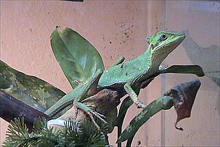 <i>Laemanctus</i> Genus of lizards