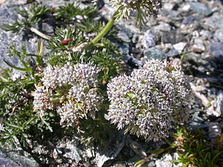 <i>Neogaya</i> Species of flowering plants