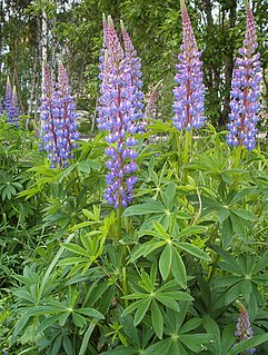 <i>Lupinus polyphyllus</i> Species of legume