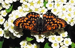 Baltamargė šaškytė (Euphydryas maturna)