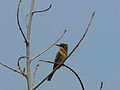 Zwergspint Little Bee-eater