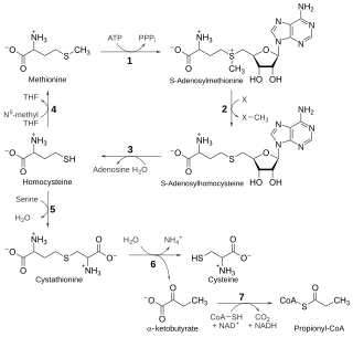 <span class="mw-page-title-main">Transsulfuration pathway</span>