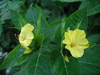 <span class="mw-page-title-main">Nyctaginaceae</span> Family of flowering plants