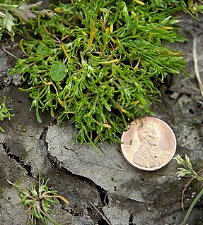 <i>Montia howellii</i> Species of flowering plant