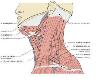 <span class="mw-page-title-main">Spasmodic torticollis</span> Medical condition