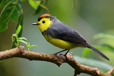 Collared whitestart