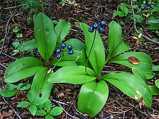 <i>Clintonia</i> Genus of flowering plants