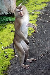 Northern pig-tailed macaque