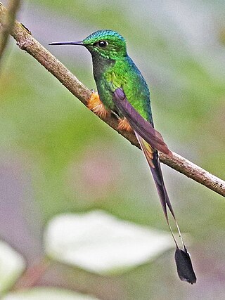 <span class="mw-page-title-main">Peruvian racket-tail</span> Species of hummingbird