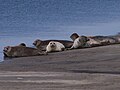 Seehunde sind im Nationalpark wieder häufiger anzutreffen