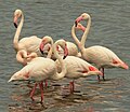 Fenicotteri rosa (Phoenicopterus roseus)