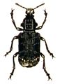 P. resinosus (Scopoli 1763)