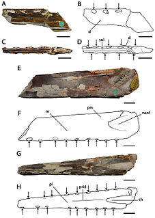 <i>Lonchodectes</i> Genus of lonchodectid pterosaur from the Late Cretaceous