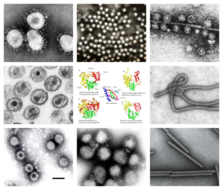 <i>Riboviria</i> Realm of viruses