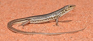 <i>Ctenotus regius</i> Species of lizard