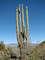 Saguaro