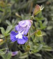 Salvia muirii