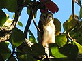 Adult T. a. furcata in Cuba