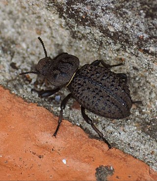 <span class="mw-page-title-main">Scotobiini</span> Tribe of beetles