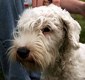 A close-up of the face of a Sealyham Terrier Sealyham terrier 078.jpg