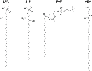 <span class="mw-page-title-main">Lipid signaling</span> Biological signaling using lipid molecules