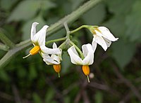 Solanum douglasii