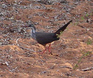 <span class="mw-page-title-main">Mesite</span> Family of birds