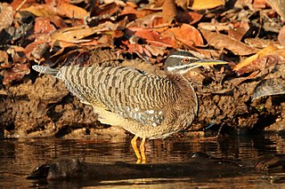 <span class="mw-page-title-main">Sunbittern</span> Species of bittern-like bird