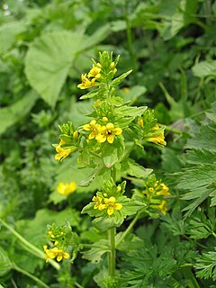 <i>Tozzia</i> Genus of flowering plants in the broomrape family Orobanchaceae