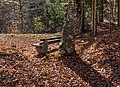 English: Forest bench at the ruin Deutsch: Waldbank an der Ruine