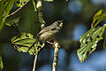 Schistolais leucopogon (cat.)