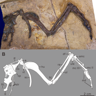 <i>Yumenornis</i> Extinct genus of dinosaurs