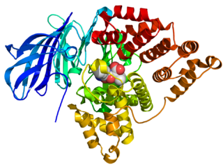 <span class="mw-page-title-main">Leukotriene-A4 hydrolase</span>