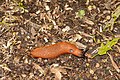 * Nomination A slug in the Köllertaler forest --FlocciNivis 17:28, 1 November 2022 (UTC) * Promotion  Support Good quality. --Rjcastillo 01:22, 2 November 2022 (UTC)