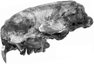 <i>Ahytherium</i> Extinct genus of sloths