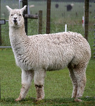 <span class="mw-page-title-main">Alpaca</span> Domesticated species of South American camelid