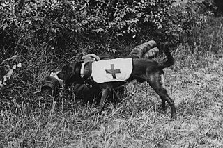 <span class="mw-page-title-main">Mercy dog</span> Military paramedic service dog