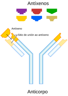 Antibody-gl.svg