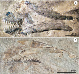 <i>Archeognathus</i> Extinct genus of fishes