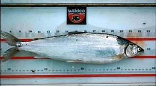 <span class="mw-page-title-main">Arctic cisco</span> Species of fish