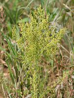 A. annua habitus