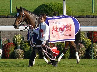 Aventura (horse) Japanese Thoroughbred racehorse