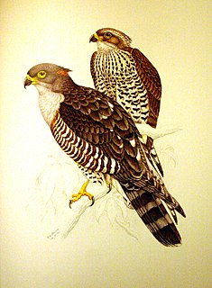 African cuckoo-hawk Species of bird