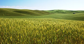 Ripening barley