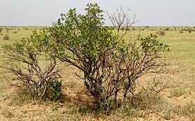 Tarka (Niger)