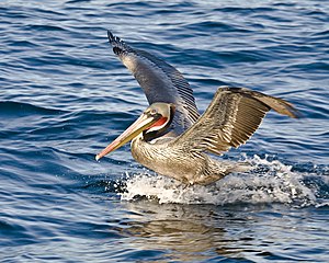 Pelecanidae тукъумну Pelecanus юйюрюнден болгъан американ къонгур пеликан (Pelecanus occidentalis), Неарктика биогеография регионда (Мексиканы шималы, АБШ, Канада эм Гренландия) эмда Неотропика биогеография регионда (Мексиканы шимал кесегинден къалгъан Орта Америка эм Къыбыла Америка) джашайды. (Порт-Сан-Луис, Калифорния штат, АБШ). Автор: Mike Baird